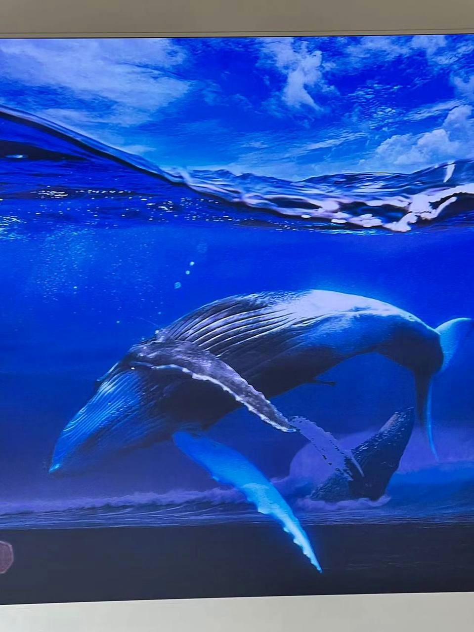水产公园鲸鱼海洋影像屏幕