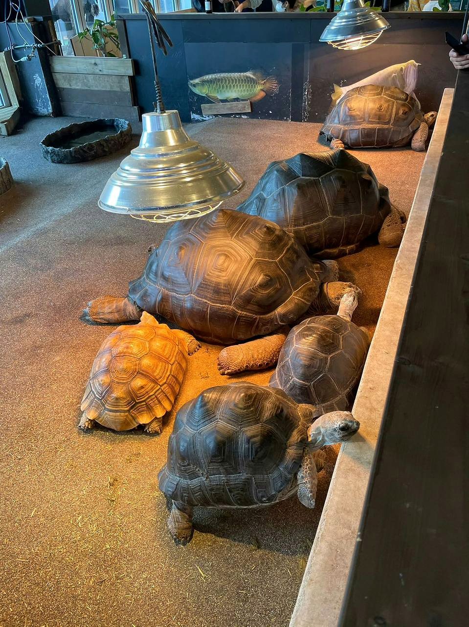动物水族馆的大型陆龟