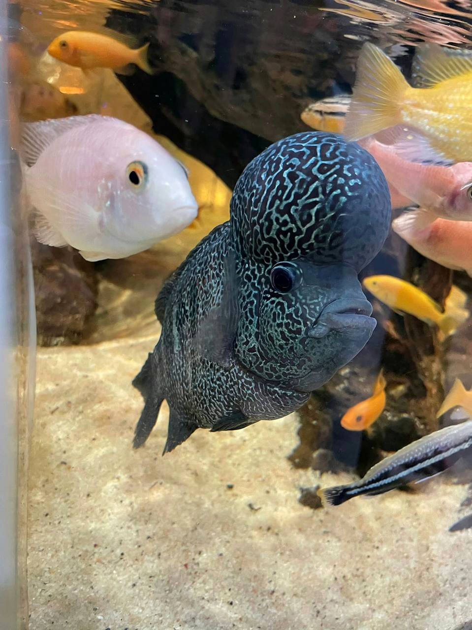 水族缸鱼群