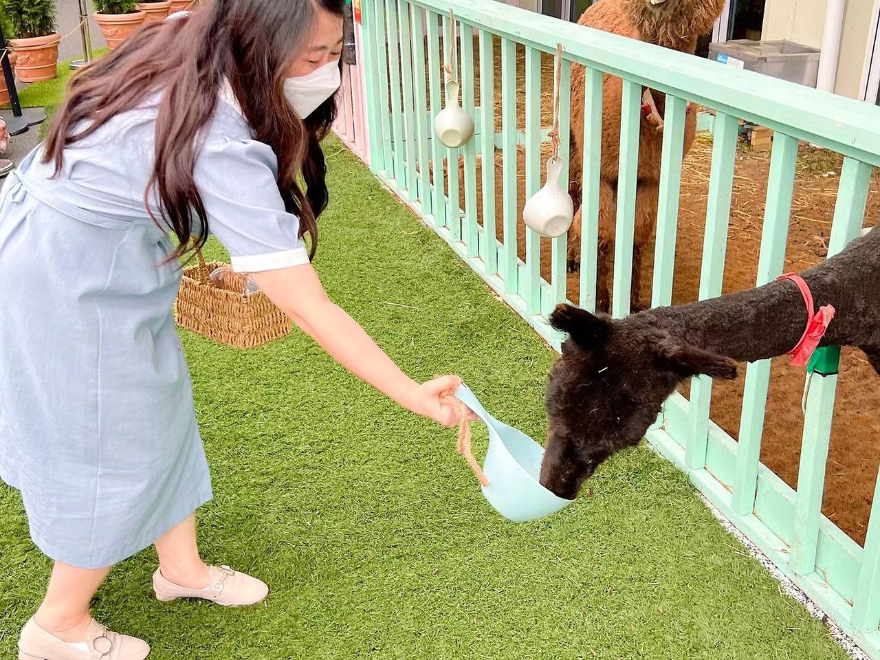 动物喂食体验