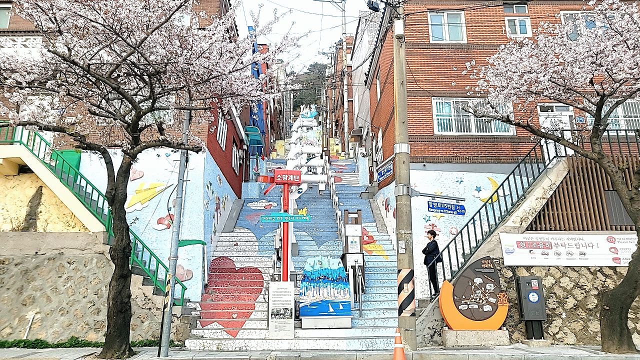 樱花季的希望阶梯全景