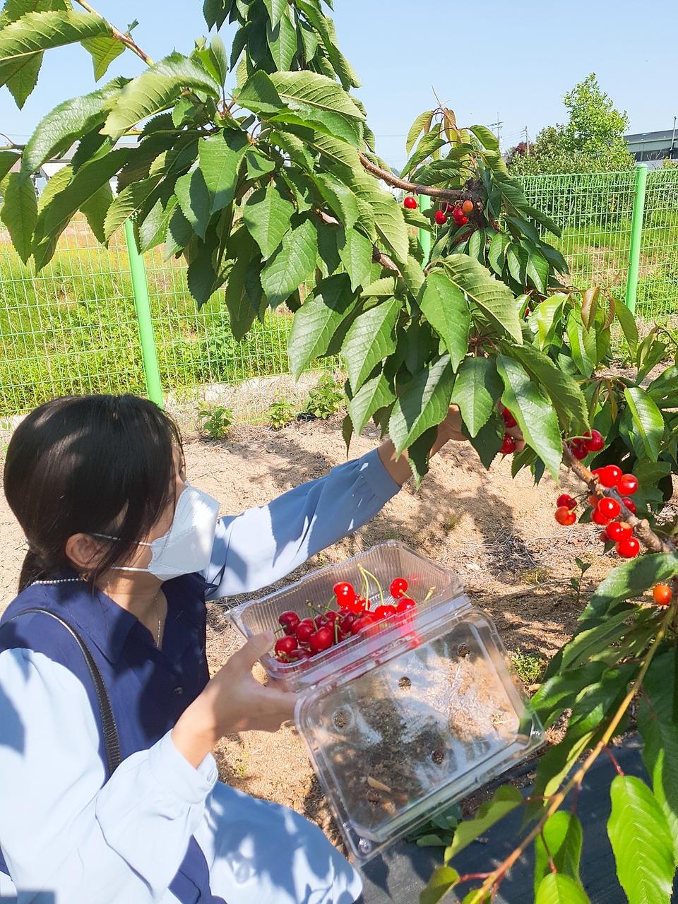 坡州樱桃农场采摘体验 【仅限5月中-6月中】