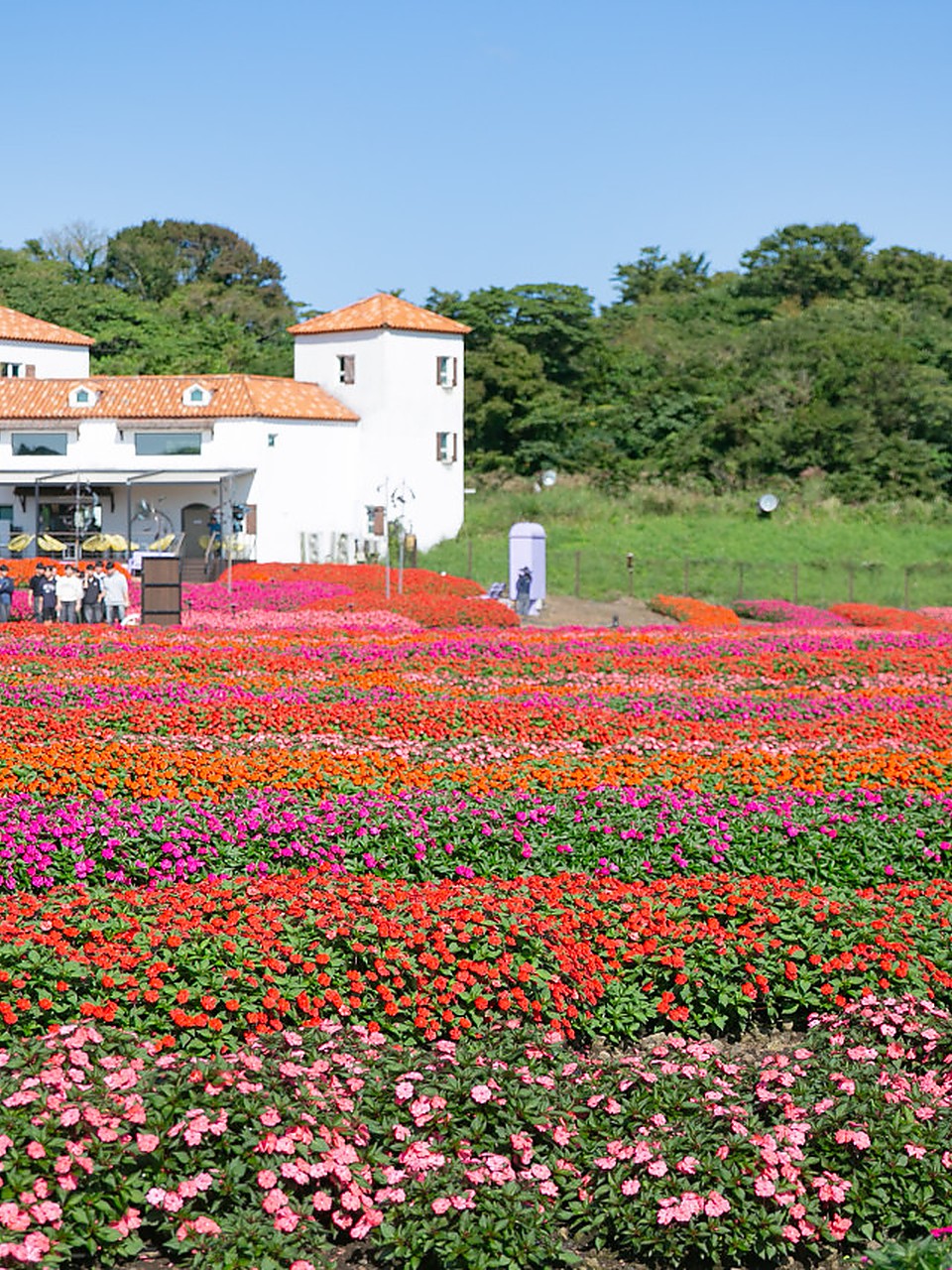 Ecoland 花田与白色建筑