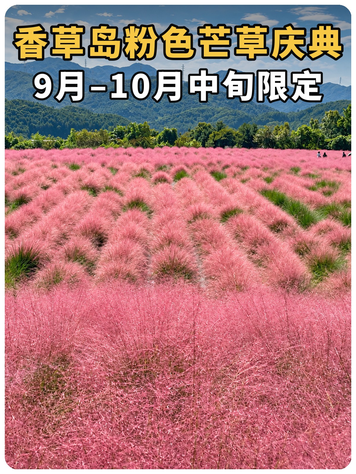 香草岛粉色芒草庆典9月至10月中旬限定封面