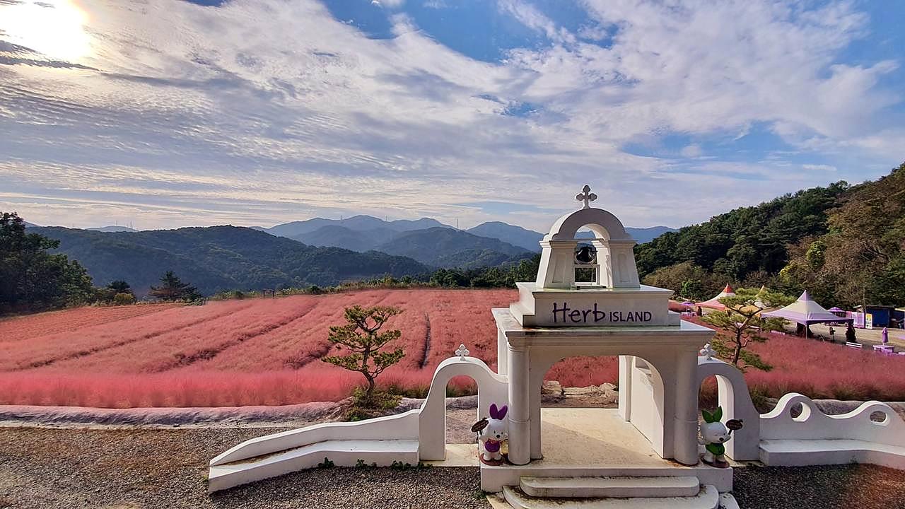 香草乐园粉色芒草庆典(9-10月限定)
