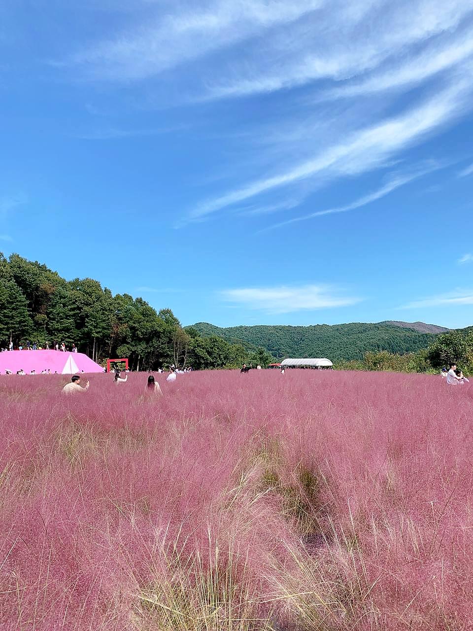 香草乐园粉色芒草庆典(9-10月限定)