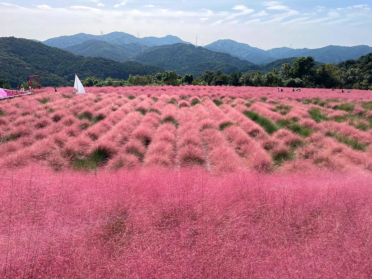 香草乐园粉色芒草庆典(9-10月限定)