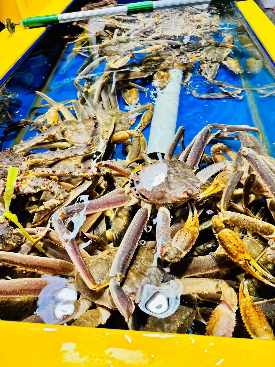 水槽中的长腿蟹