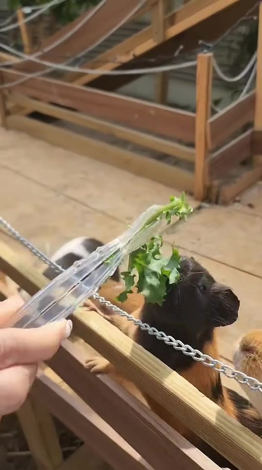夹起蔬菜喂食园内小动物