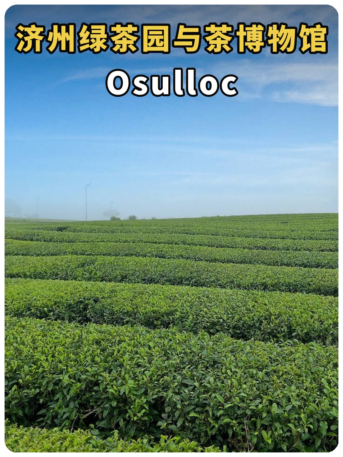 济州绿茶园与茶博物馆 Osulloc封面