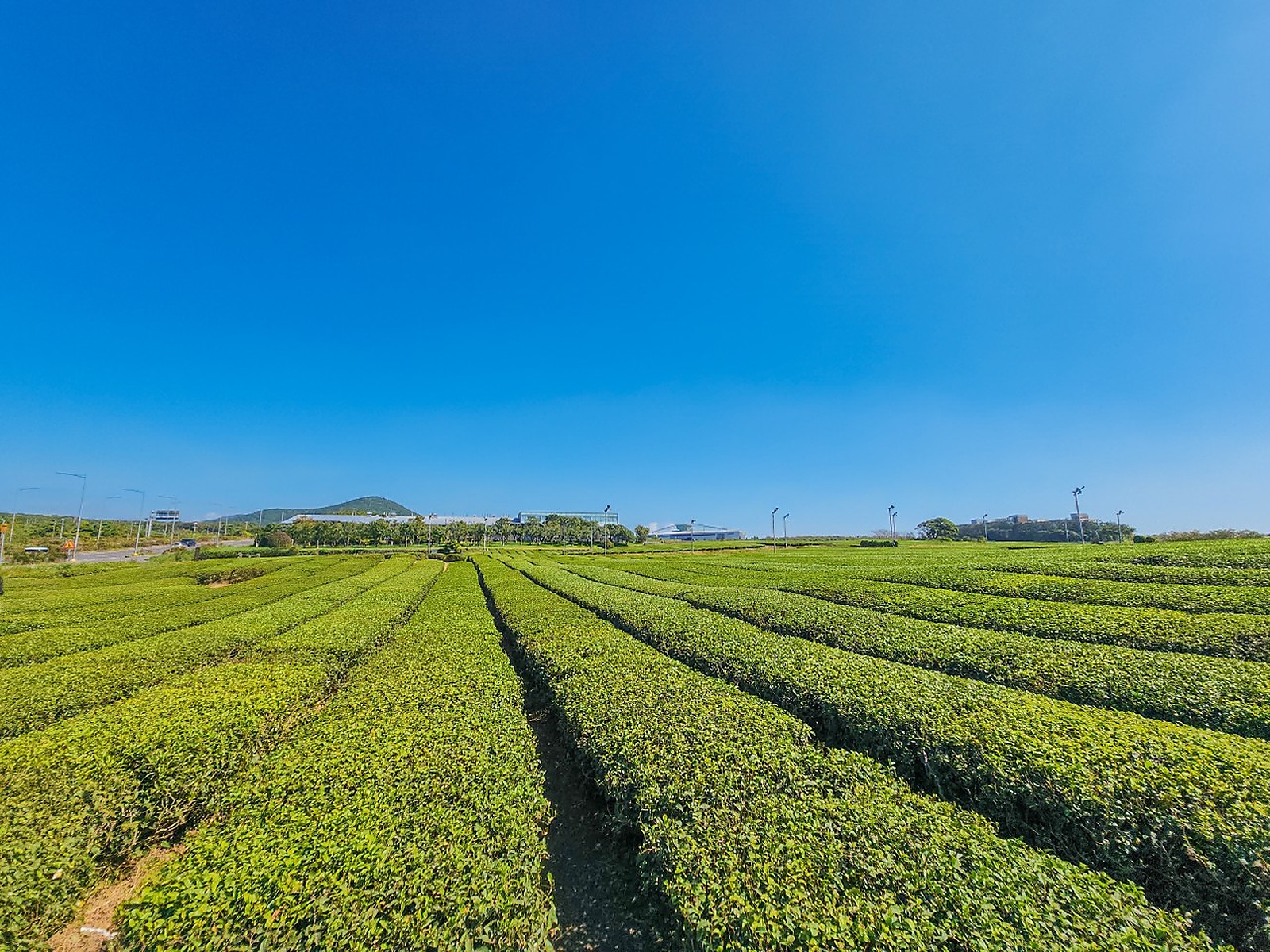 Osulloc蓝天下的绿茶园