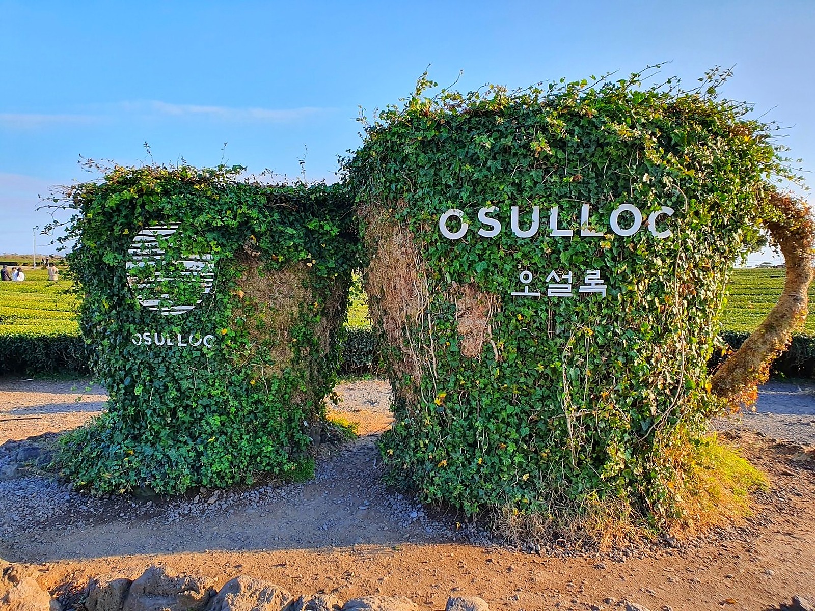 Osulloc茶杯造型打卡装置