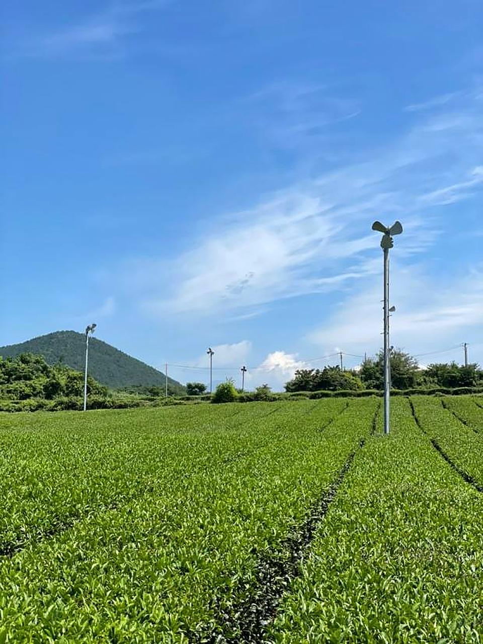 Osulloc绿茶园照片4