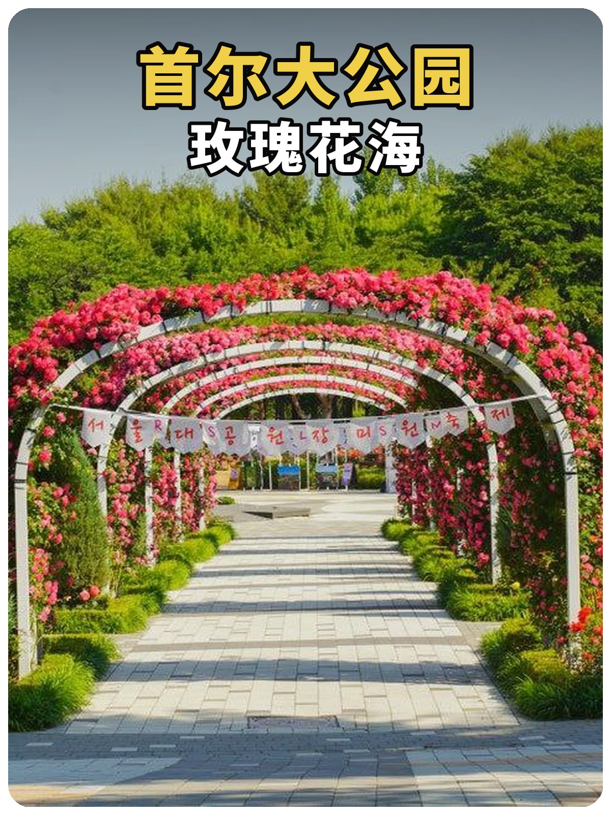 首尔大公园玫瑰花海黄白标题封面