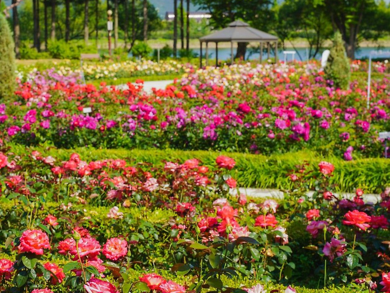 首尔大公园 粉红玫瑰花圃
