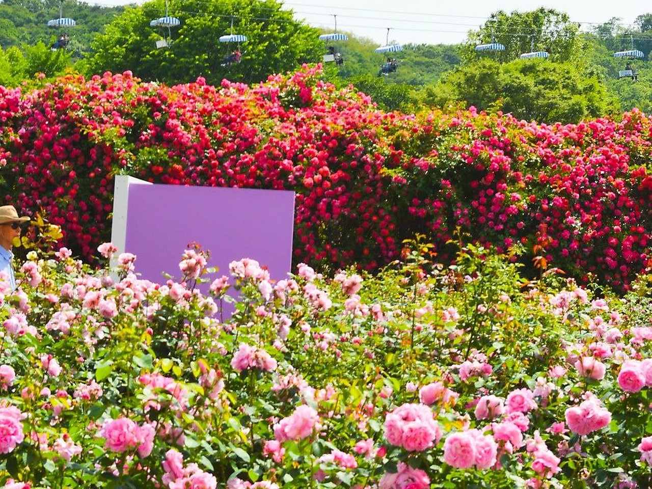 首尔大公园 多色玫瑰与花墙