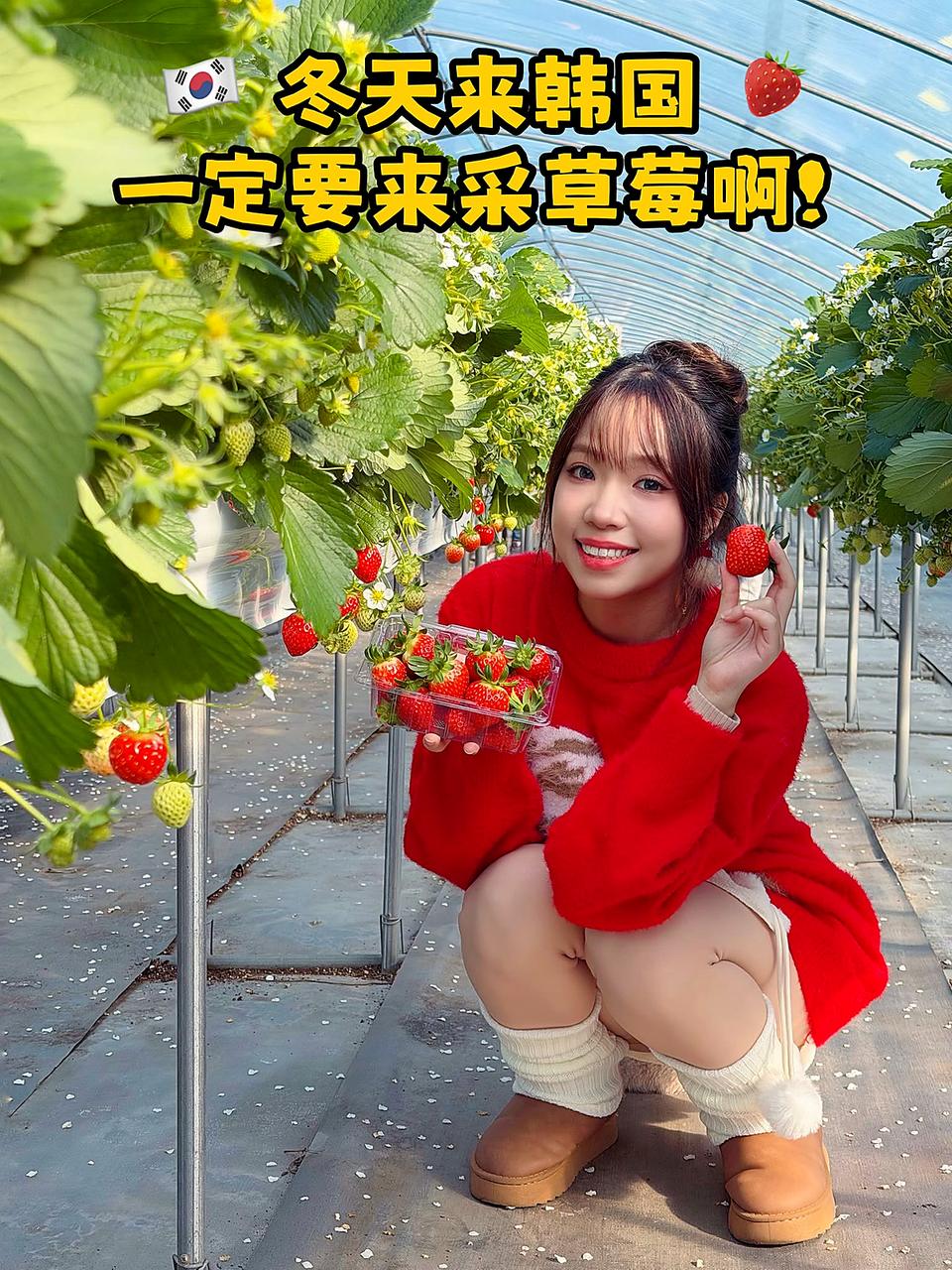 冬天来韩国一定要来采草莓封面
