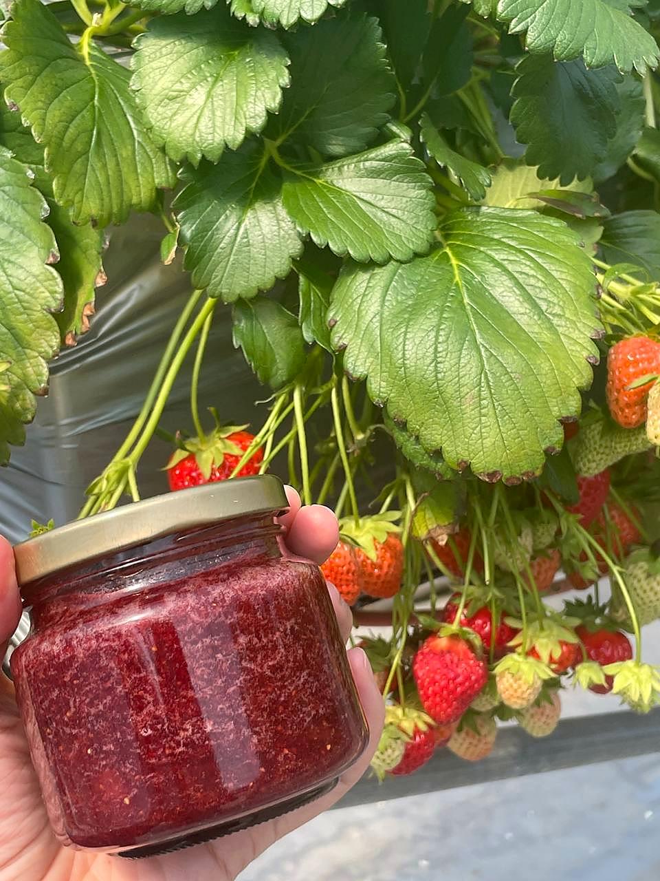完成后的自制草莓酱与温室草莓